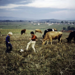 Serbia, 1989. Foto di Steve McCurry