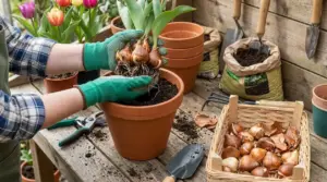 Persona con guanti rinvasa bulbi di tulipano in un vaso, con attrezzi da giardinaggio e altri bulbi sul tavolo